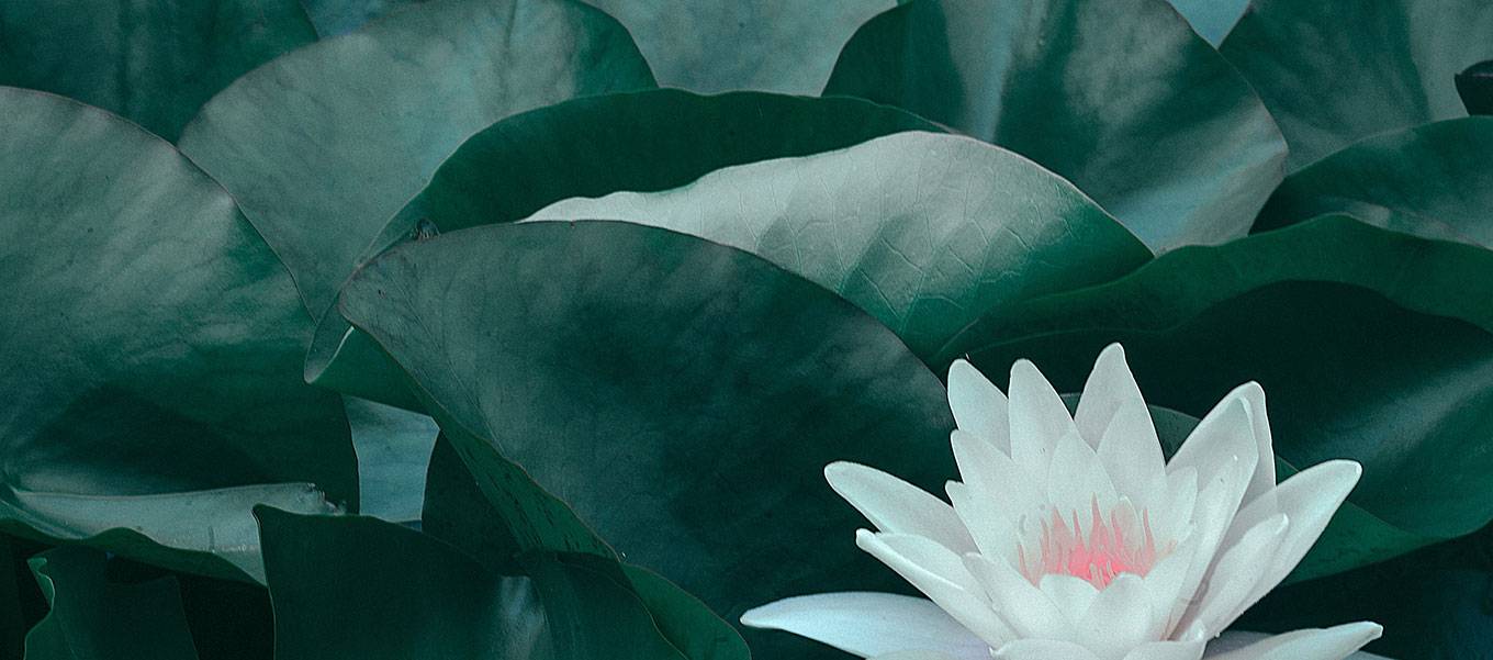 Loto Mindfulness Cursos de mindfulness